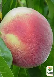 Саджанець Agro-Market Персик Ерлі Хрест (літній сорт, дуже ранній термін дозрівання) 1 шт. в упаковці (25788) - мініатюра 2