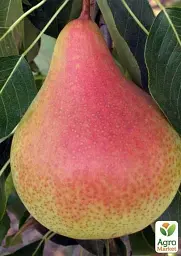 Саджанець Agro-Market Груша Осінь Буковини (осінній сорт, середній термін дозрівання) 1 шт. в упаковці (35449) - мініатюра 2
