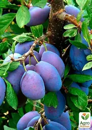 Саджанець Agro-Market Слива Топ Хіт (осінній сорт, пізній термін дозрівання) 1 шт. в упаковці (39979) - мініатюра 2
