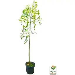 Саджанець Agro-Market Верба плакуча на штамбі Kilmarnock (висота 1.2-1.3м) (62465) - мініатюра 2