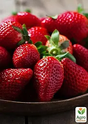 Саджанець Agro-Market Полуниця яскраво-червона Місіс Віллоу (Mrs. Willow) (преміальний ремонтантний сорт, італійська селекція) 5 шт. в пакуванні (37286) - мініатюра 3