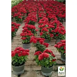 Саджанець Agro-Market Хризантема Lobell Purple (мультифлора рання) (48766) 1 шт. в упаковці - мініатюра 3