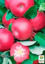 Саджанець Agro-Market Яблуня колоновидна красномясая Maypole (декоративний сорт, високі смакові якості плодів, середній термін дозрівання) 1 шт. в упаковці (61973) - мініатюра 2
