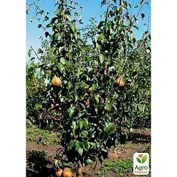 Саджанець Agro-Market Груша Бере Боск укорінена в контейнері (саджанець 2 роки) (181474) - мініатюра 4