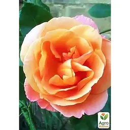 Троянда плетиста Agro-Market Скулгєл саджанець класу АА+ вищий сорт 1 шт. в упаковці (15899) - мініатюра 2