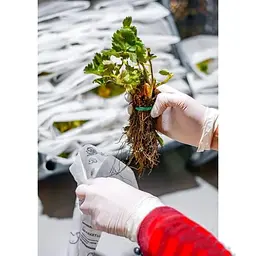 Саджанець Agro-Market Полуниця Генрі Гамбургер (Henry Hamburger) 5шт (пізній термін дозрівання) (25796) - мініатюра 6