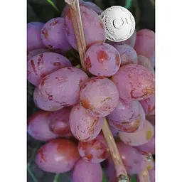 Саджанець Agro-Market Виноград Пам'яті Хірурга (ранній термін дозрівання, морозостійкість висока до -23⁰С) 1 шт. в упаковці (35279) - мініатюра 2