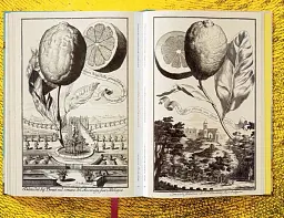 J. C. Volkamer. The Book of Citrus Fruits - мініатюра 13