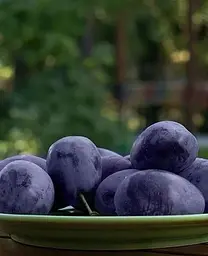 Саджанець Agro-Market Слива Джойо (осінній сорт, пізній термін дозрівання) (39981) 1 шт. в упаковці - мініатюра 2