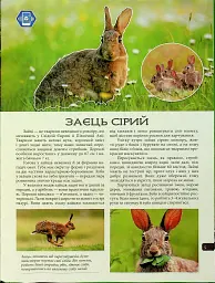 4D Книга Тварини України - - мініатюра 3