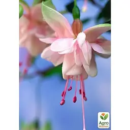 Саджанець Agro-Market Фуксія ампельна Southgate (контейнер № 10 висота 5-10 см) (52280) 1 шт. в упаковці - мініатюра 2