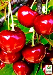 Саджанець Agro-Market Вишня кущова Кармін Джуел 1 шт. в упаковці (48859) - мініатюра 2