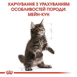 Сухий корм для кошенят до 15 місяців породи мейн-кун Royal Canin Maine Coon Kitten з куркою 2 кг - мініатюра 3