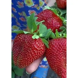 Саджанець Agro-Market Полуниця Маршал (Marshal) 5шт (середній термін дозрівання, сорт стійкий до багатьох хвороб) (36948) - мініатюра 5