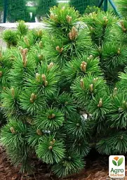 Саджанець Agro-Market Сосна Карликова Pumilio С10 висота 35-40 см 1 шт. в упаковці (176728) - мініатюра 3