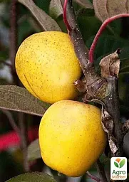 Саджанець Agro-Market Яблуня Пітмастон (з мускатно-горіховим смаком і ананасовим післясмаком, пізній термін дозрівання) 1 шт. в упаковці (71892) - мініатюра 2