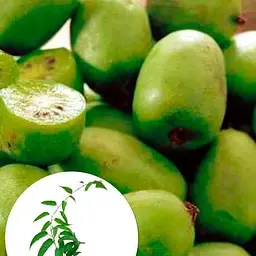 Саджанець Agro-Market Актинідія золотисто-зеленого відтінку Тиха Гавань (Quiet harbor) (преміальний, плодоносний, самозапильний, морозостійкий сорт) (47684) 1 шт. в упаковці - мініатюра 3