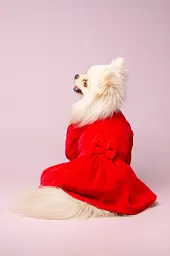 Сукня для собак Moncheri Merry M