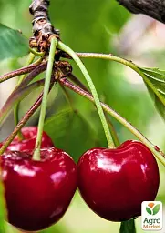 Саджанець Agro-Market Черешня Кармен (великоплідний сорт, середній термін дозрівання) 1 шт. в упаковці (178805) - мініатюра 2