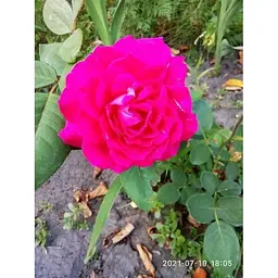 Саджанець Agro-Market Троянда паркова Дивовижна місіс Майзель (The Amazing Mrs. Mayzel) (клас АА +) (45973) 1 шт. - мініатюра 5