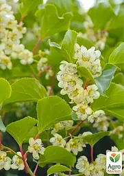 Саджанець Agro-Market Актинідія Issai жіночий сорт укорінений 1 шт. в упаковці (152957) - мініатюра 2