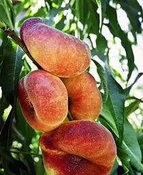 Саджанець Agro-Market Персик жовтий з яскравим рум'янцем Тропічний рай (Tropical paradise) (англійська селекція, преміальний високоврожайний сорт) (39930) 1 шт. в упаковці - мініатюра 5
