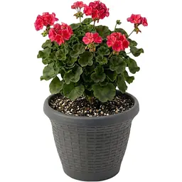 Вазон для квітів Serinova Wire Mesh 10 л антрацит (20-HS0311102-200100) - мініатюра 2