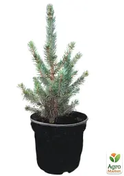 Саджанець Agro-Market Ялина колюча блакитна Super Blue Seedling S3 висота 35-45 см 1 шт. в упаковці (62746) - мініатюра 3