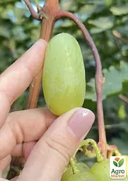 Саджанець Agro-Market Виноград Алінка (надранній, двостатевий, великий виноград із солодкою, хрусткою, тонкошкірою ягодою) 1 шт. в пакуванні (182147) - мініатюра 3
