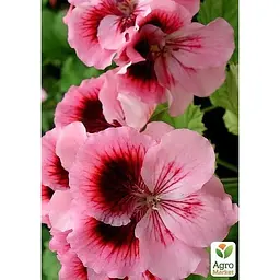 Саджанець Agro-Market Пеларгонія Королівська Aristo Fabiola (контейнер № 10 висота 10-20 см) (49107) 1 шт. в упаковці - мініатюра 2