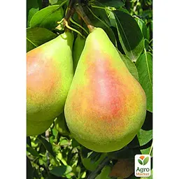 Саджанець Agro-Market Груша Санта Марія укорінена в контейнері (саджанець 2 роки) (99950) - мініатюра 4