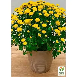 Саджанець Agro-Market Хризантема мультифлора куляста Nina Jaune (176438) 1 шт. в упаковці - мініатюра 2