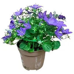 Цибулина Agro-Market Кампанула квітуча Isophylla Violet (178713) 1 шт. - мініатюра 5