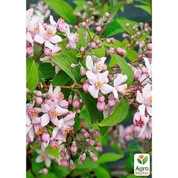 Саджанець Agro-Market Дейція гібридна Mont Rose (177161) 1 шт. в упаковці - мініатюра 2