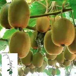 Саджанець Agro-Market Ківі Соло (самозапильний) укорінений у контейнері (саджанець 2 роки) (153303) 1 шт. в упаковці - мініатюра 3