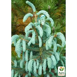 Саджанець Agro-Market Ялина Енгельмана Picea Engelmannii Glauca (горщик P9) 1 саджанець в упаковці (51740) - мініатюра 2