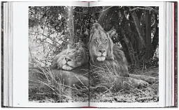 Sebastiao Salgado. Genesis. 45th Edition - мініатюра 14