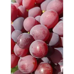 Саджанець Agro-Market Виноград Зоря Несветая (ранній термін дозрівання) 1 шт. в упаковці (44456) - мініатюра 5