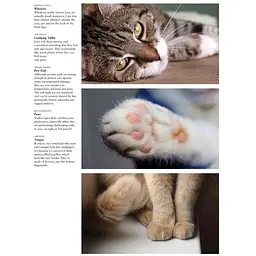Cats: A Celebration of Our Feline Friends - Фотопулос Джуліанна - мініатюра 3
