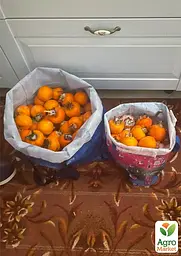 Саджанець Agro-Market Хурма Зенджи мару (Шоколадниця) на віргінській морозостійкій підщепі 1 шт. в упаковці (35901) - мініатюра 5