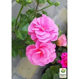 Саджанець Agro-Market Пеларгонія ампельна Pink Sybil (контейнер № 10 висота 10-20 см) (48368) 1 шт. в упаковці - мініатюра 2