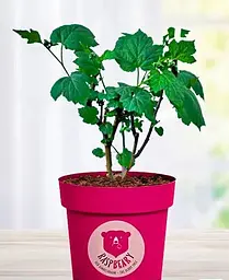 Саджанець Agro-Market LMTD Малина Raspbeary (висота 40-60 см, горщик С5) ремонтантна 2-х річна 2 саджанця (180011) - мініатюра 2