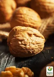 Саджанець Agro-Market Волоський горіх Буковинська бомба (середній термін дозрівання) 1 шт. в упаковці (44480) - мініатюра 4