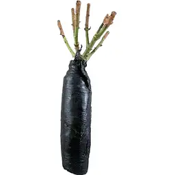 Саджанець Agro-Market Троянда плетиста Schneewalzer (клас АА +) вищий сорт (37209) 1 шт. - мініатюра 2
