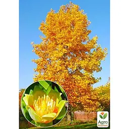 Саджанець Agro-Market Тюльпанове дерево яскраво-жовте Ліріодендрон (Liriodendron tulipifera) (48200) - мініатюра 4