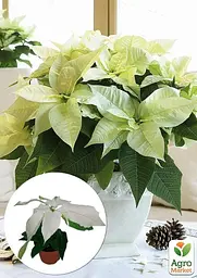 Саджанець Agro-Market Пуансеттія Alaska White (Різдвяна Зірка) кімнатна 1 шт. в упаковці (72107) - мініатюра 2