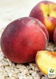 Саджанець Agro-Market Персик Спрінг Хрест 1 шт. в упаковці (25751) - мініатюра 2