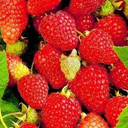 Малина Agro-Market "Либідь" (ремонтантій великоплідний та невибагливий сорт) 1-річний саджанець (189496) 1 шт в упаковці