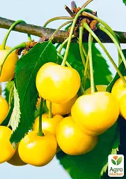 Саджанець Agro-Market Черешня жовта Визнання (середньостиглий термін дозрівання) 1 шт. в упаковці (25908) - мініатюра 2