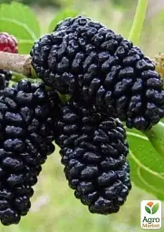 Саджанець Agro-Market Шовковиця великоплідна Шеллі (літній сорт, ранній термін дозрівання) 1 шт. в упаковці (25938) - мініатюра 3